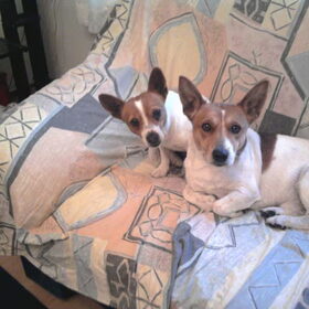 Hondenfoto van nora jazzy en poppy