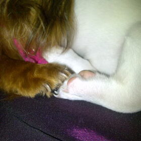 "handjes vasthouden" met Daisy en Noxx