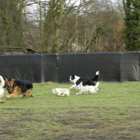 Spelen op de hondenweide