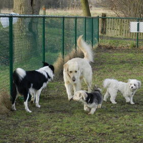 Lucca, Rob, Taiko en Dempsey op de hondenweide