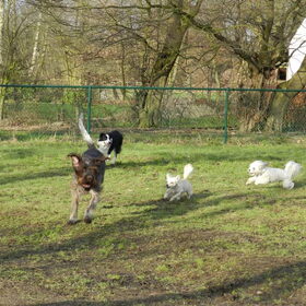 James, Lucca, Romi en Dempsey op de hondenweide