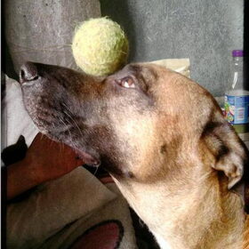 bal op z'n snuit