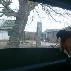 looking at some chickens