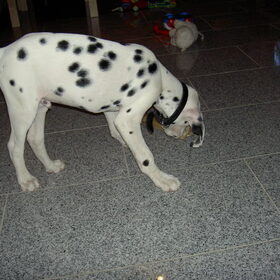 kibo als een iets oudere pup