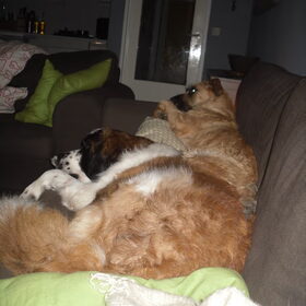 Hondenfoto van Jana *FeLaNelKi*