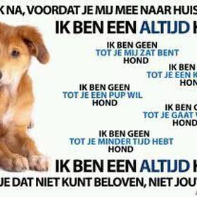 Hondenfoto van Nantastic!© Casa di Coontastic 