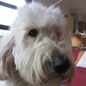 Hondenfoto van Dewi & de doodles