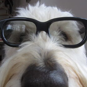 Hondenfoto van Dewi & de doodles