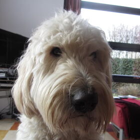 Hondenfoto van Dewi & de doodles