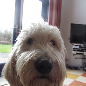 Hondenfoto van Dewi & de doodles