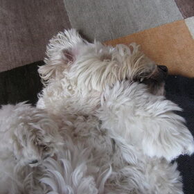 Hondenfoto van Dewi & de doodles