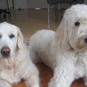 Hondenfoto van Dewi & de doodles