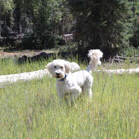Hondenfoto van Dewi & de doodles