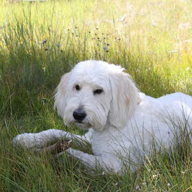 Hondenfoto van Dewi & de doodles
