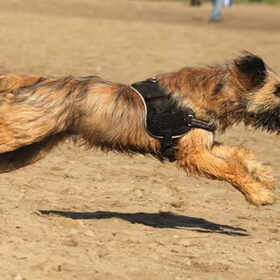 Hondenfoto van team Shadow