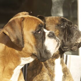 Hondenfoto van Annelies ~ Rasha † , Amigo & Akita