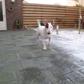 Hondenfoto van Hannah & Bink† en Beertje