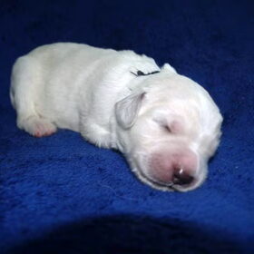 Jego 1 week oud