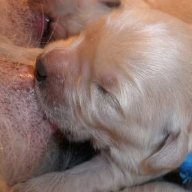 MMMM......dorst