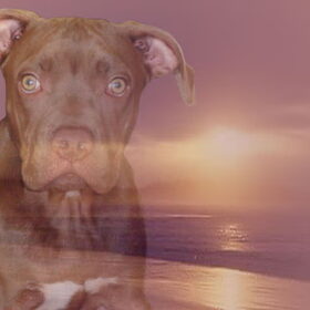 Hondenfoto van priscilla & C.S.C