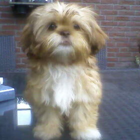 Hondenfoto van liesbeth,Turbo,Luna, Levi en Faith
