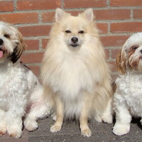 Mijn lieve kindjes Sammy, Cloudy en Deva