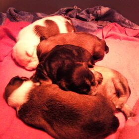 pups van Vlekje
