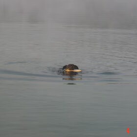 Oro is zijn speeltje gaan halen in het water