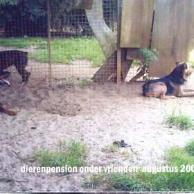Oro in het hondenpension