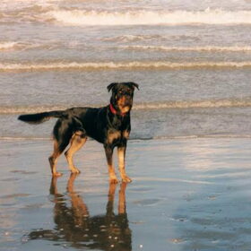 Oro aan zee