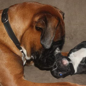 Hondenfoto van Ziva †, Bullie †, en Bandhu