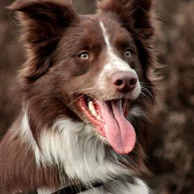 Hondenfoto van Bernadet- Dhani-Shasta.