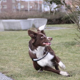 Hondenfoto van Bernadet- Dhani-Shasta.