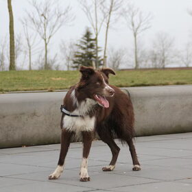 Hondenfoto van Bernadet- Dhani-Shasta.