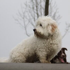 Hondenfoto van Bernadet- Dhani-Shasta.