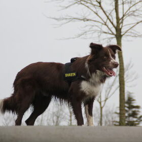 Hondenfoto van Bernadet- Dhani-Shasta.