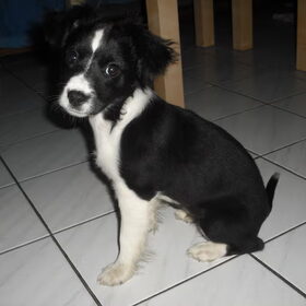 Hondenfoto van **The more I know about people, the more I love dogs**