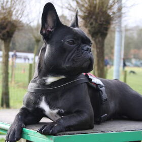 Hondenfoto van Miora,pebbles en quiz