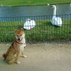 kenai en zwaantjes ^^