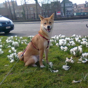 Kenai tussen de bloemetjes ^^