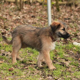 Hondenfoto van team Shadow