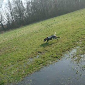 Hondenfoto van Yasmine, Perdie & Orga