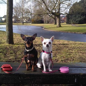 Hondenfoto van Jantina, Laila & Luna