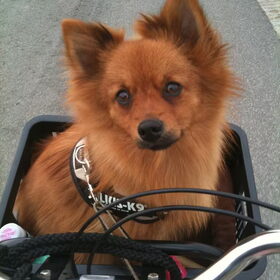 17-3-12 Met vrouwtje op de fiets naar vriendjes Dhani en Shasta
