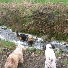 Hondenfoto van liesbeth,Turbo,Luna, Levi en Faith