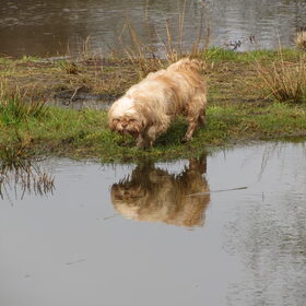 Hondenfoto van liesbeth,Turbo,Luna, Levi en Faith