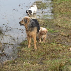 Hondenfoto van liesbeth,Turbo,Luna, Levi en Faith