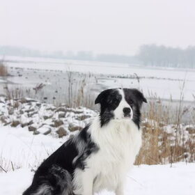 Hondenfoto van Lindsay