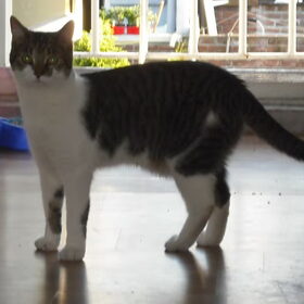 rox dr beste vriendje poes