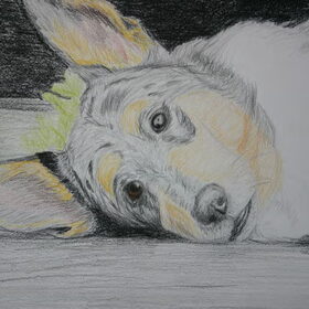 Tekening in kleur (Schotse Collie Korthaar), close-up